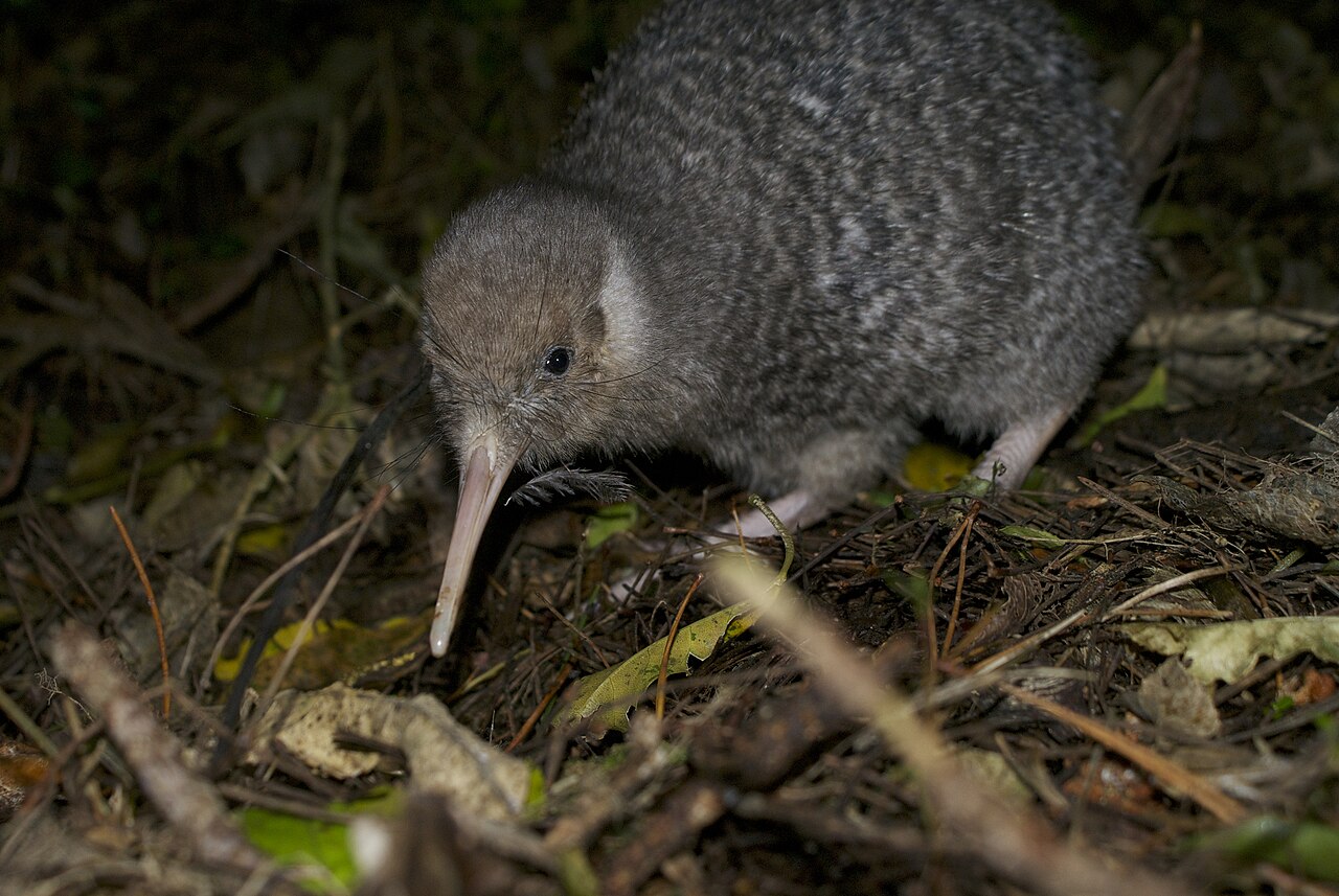 The humble kiwi.